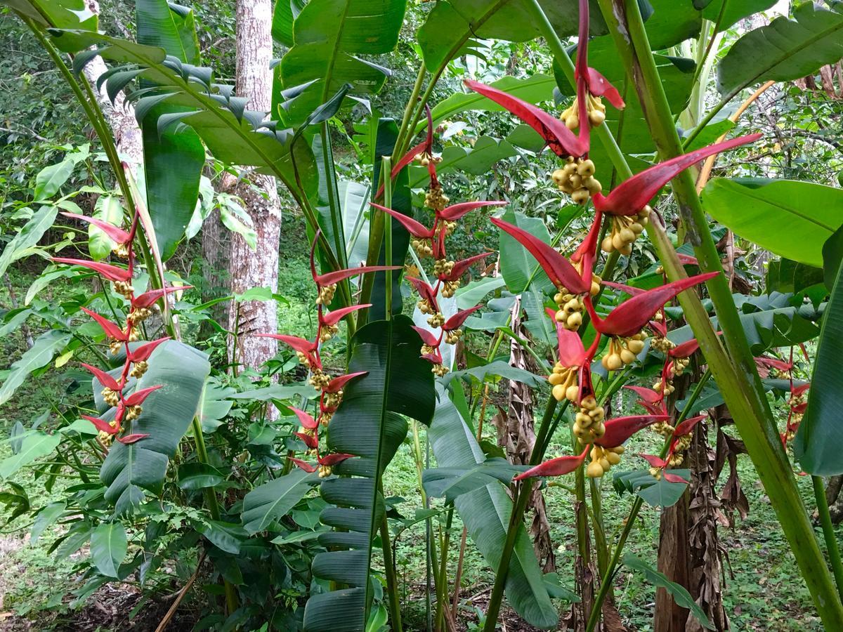 Hotel Hacienda San Lucas Copan Ruinas Екстер'єр фото